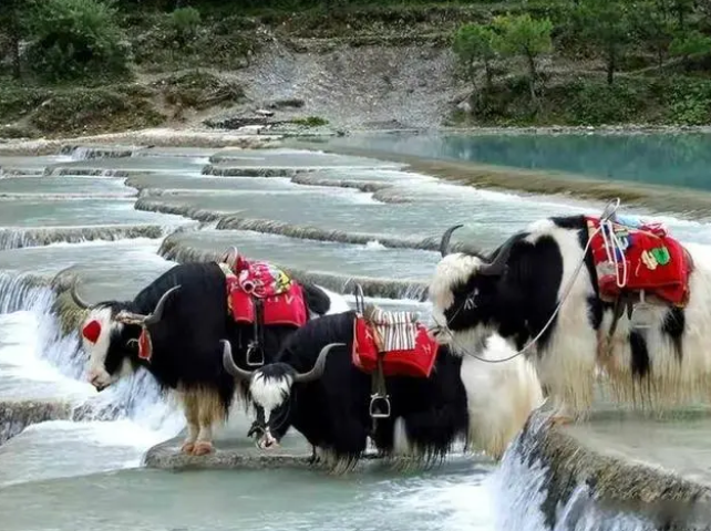 第一次去云南丽江玉龙雪山，风景神奇壮美