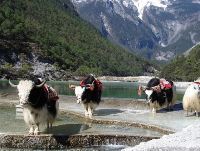 人间净土玉龙雪山，神秘而又浪漫，给你震撼心灵的纯粹感